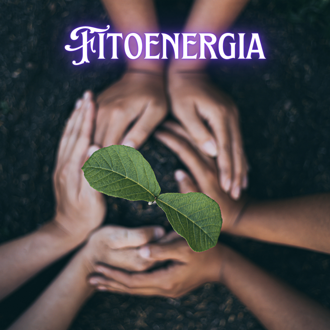 Fitoenergia
